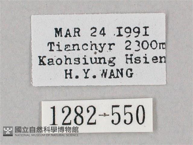 井上氏絨毛天蛾藏品圖，第3張