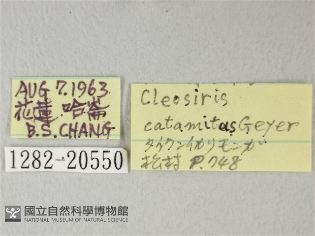隱錨紋蛾藏品圖，第3張