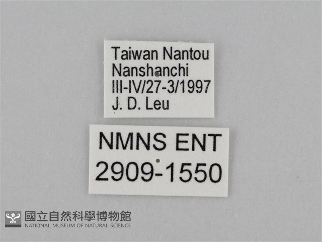 臺灣絹蛺蝶藏品圖，第3張