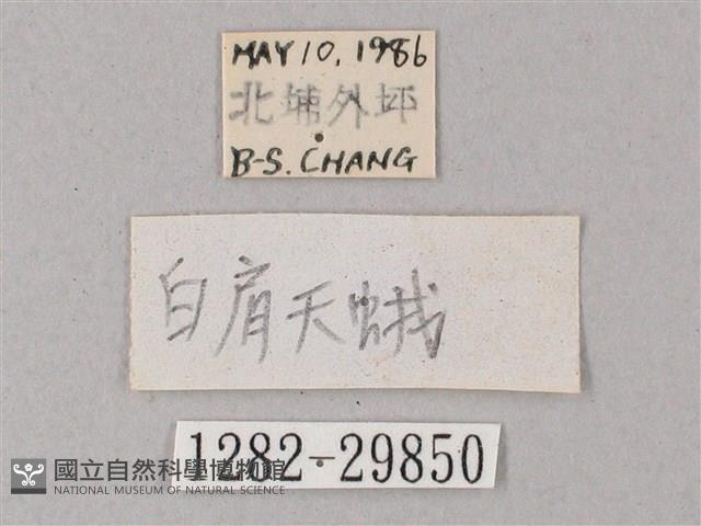 蒙古白肩天蛾藏品圖，第3張