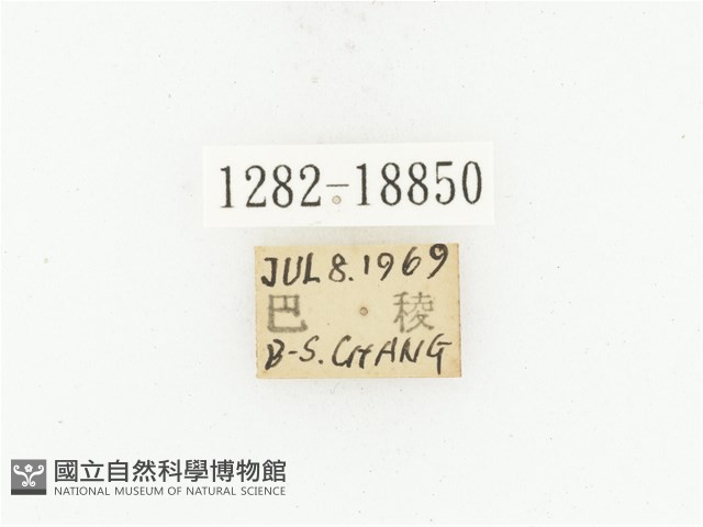 臺灣高山褐騷金龜藏品圖，第2張