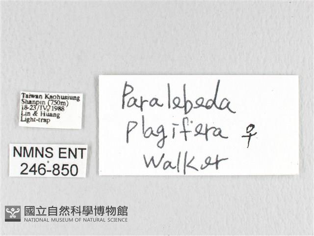 大褐斑枯葉蛾藏品圖，第3張