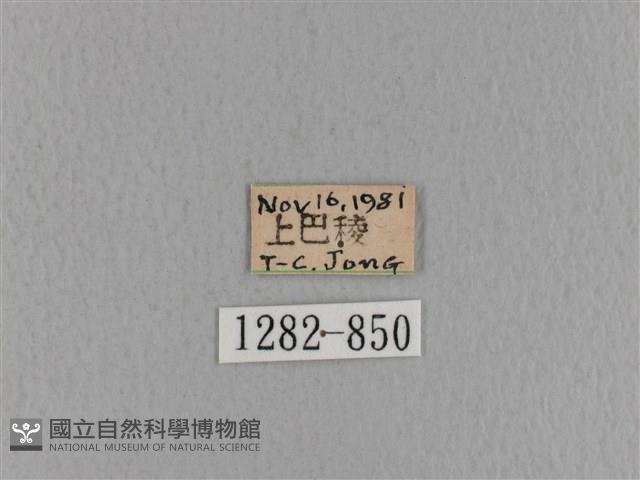 青枯葉蛾藏品圖，第3張