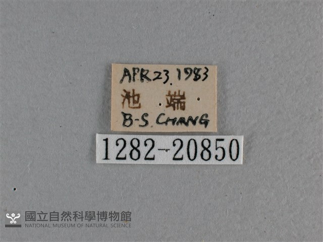 黃星弄蝶藏品圖，第3張