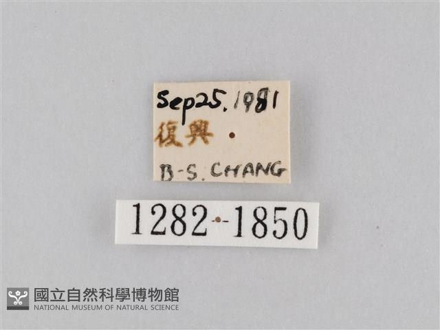 橙擬燈蛾藏品圖，第3張