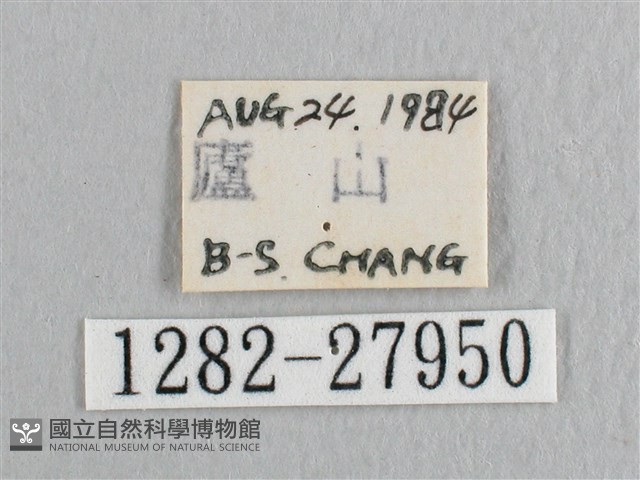 銀斑黃鉤蛾藏品圖，第3張