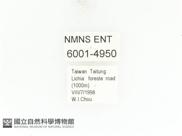 藍艷白點花金龜藏品圖，第2張