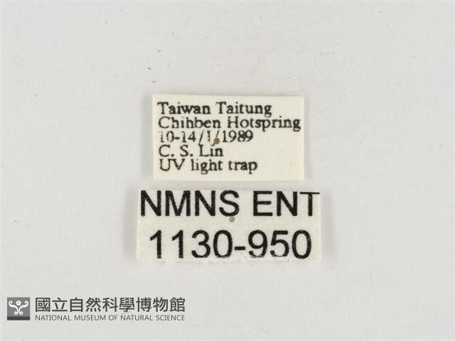 小白紋毒蛾藏品圖，第3張