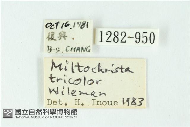 三色豔苔蛾藏品圖，第3張