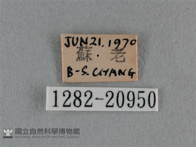 豆波灰蝶藏品圖，第3張