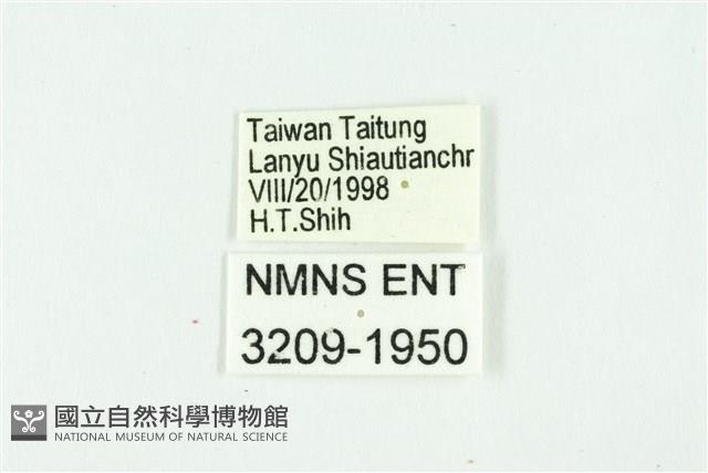 黃斑弄蝶藏品圖，第3張