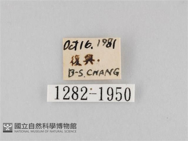 長斑擬燈蛾藏品圖，第3張