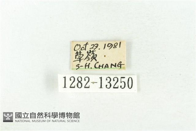 樹形尺蛾藏品圖，第3張