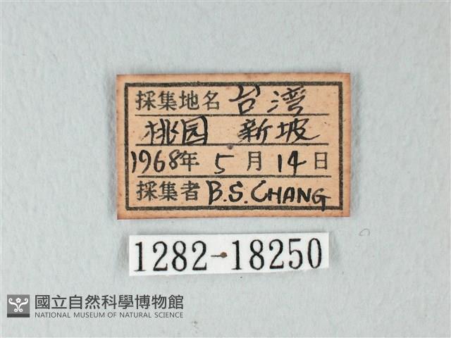 白粉蝶、紋白蝶藏品圖，第3張