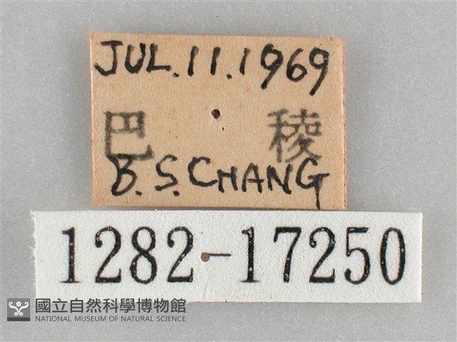 網絲蛺蝶、石牆蝶藏品圖，第3張