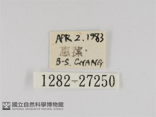 線紋篩蛾藏品圖，第3張