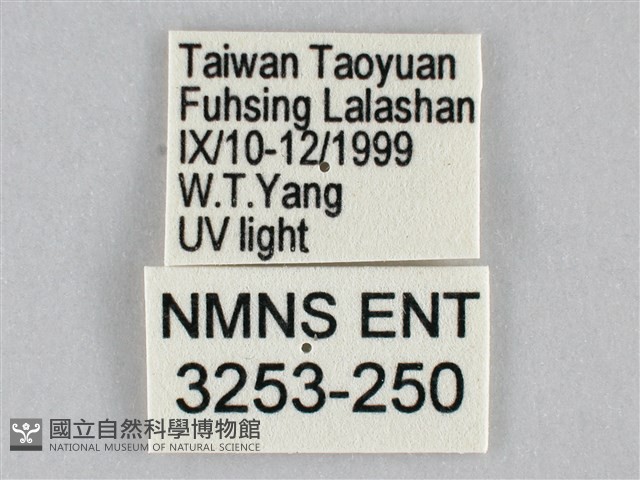扭擬燈蛾藏品圖，第3張