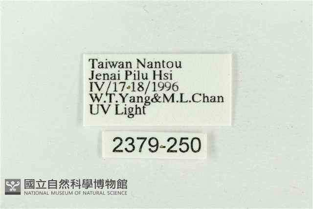 連珠波紋蛾藏品圖，第3張