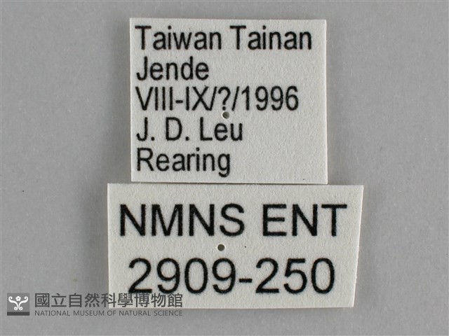 琺蛺蝶藏品圖，第3張