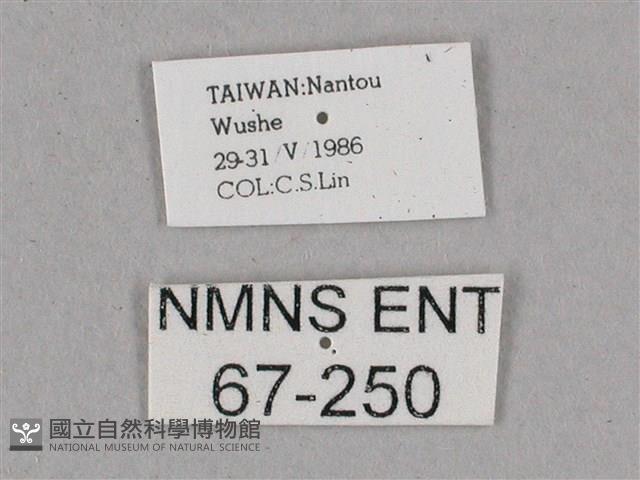 細斜紋霜天蛾藏品圖，第3張