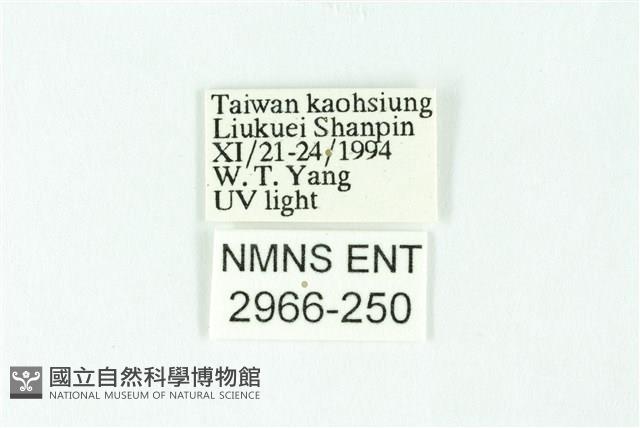 三條橙燈蛾藏品圖，第3張