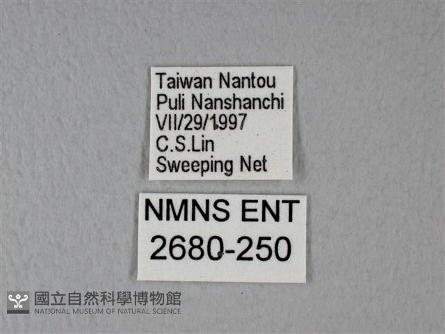 異粉蝶、雌白黃蝶藏品圖，第3張