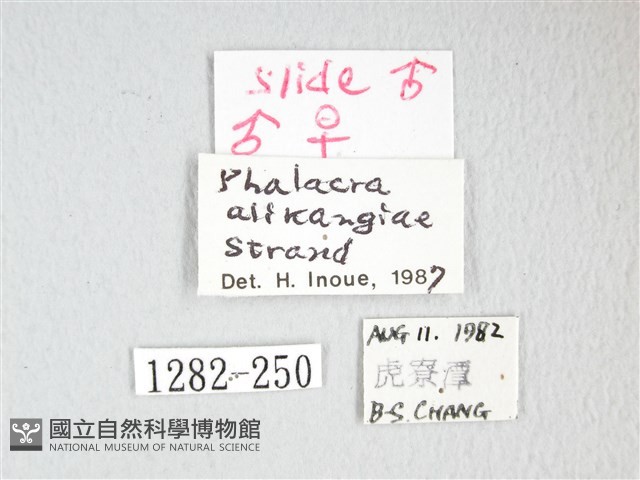 凹角鉤蛾藏品圖，第3張
