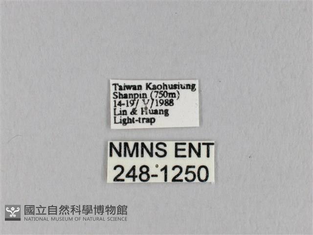 馬尾松枯葉蛾藏品圖，第3張