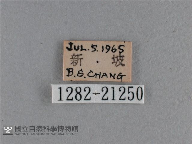 尖翅褐弄蝶藏品圖，第3張