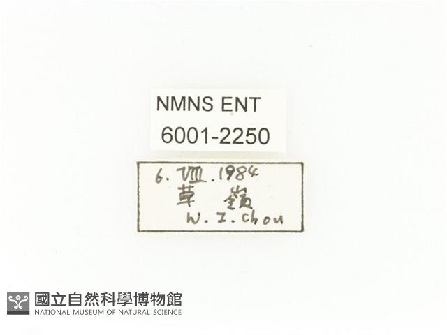 臺灣扇角金龜藏品圖，第2張