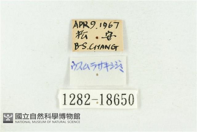 堇彩燕灰蝶藏品圖，第3張