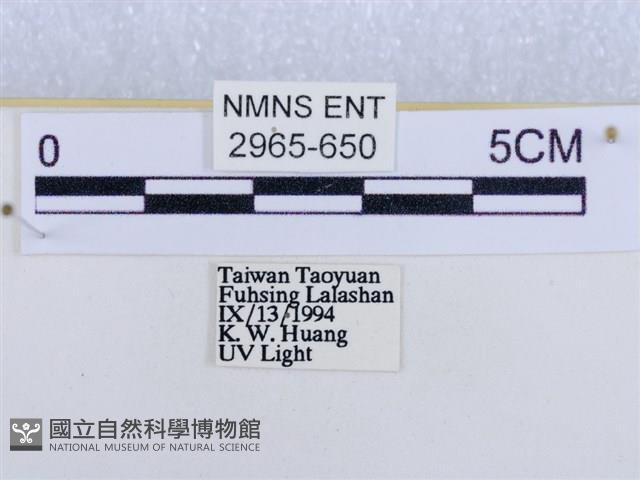 後凸蝶燈蛾藏品圖，第3張