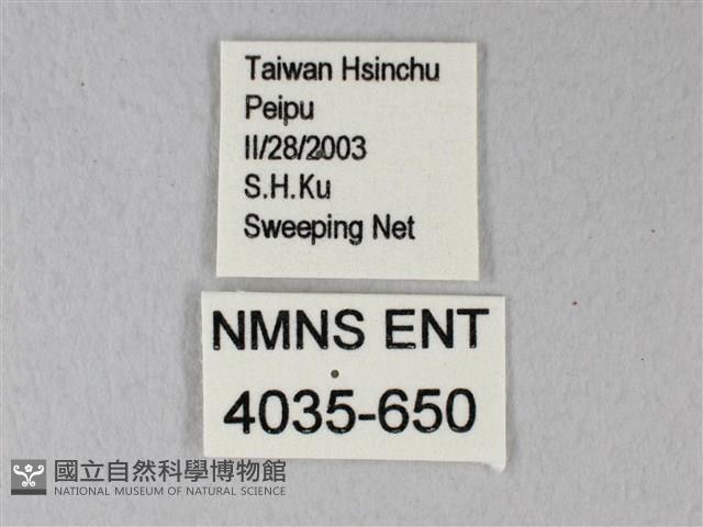 白粉蝶、紋白蝶藏品圖，第3張