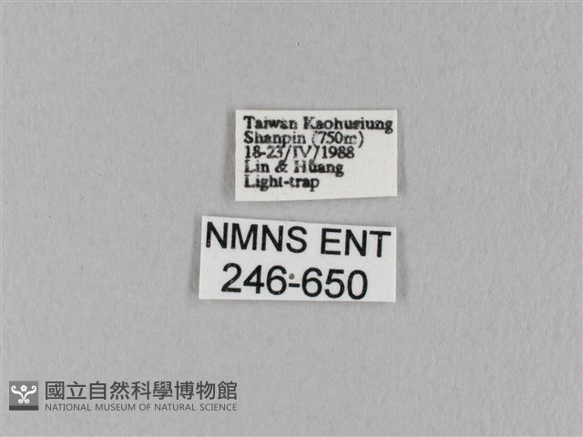 馬尾松枯葉蛾藏品圖，第3張