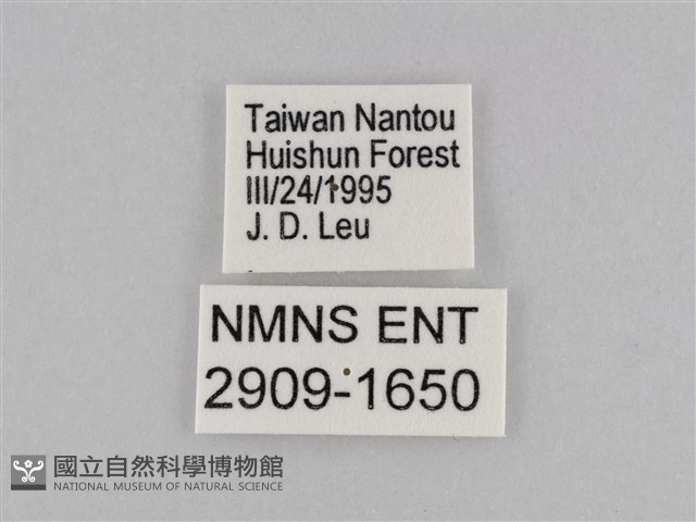 密紋波眼蝶藏品圖，第3張
