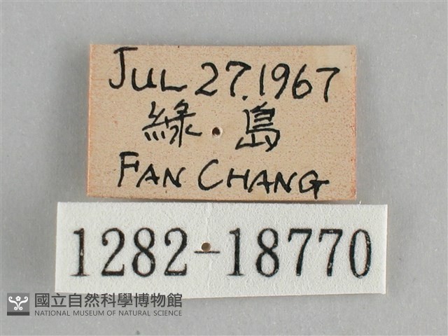 青眼蛺蝶、孔雀青蛺蝶藏品圖，第3張