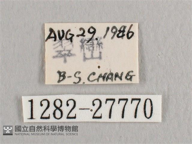 銀斑黃鉤蛾藏品圖，第3張