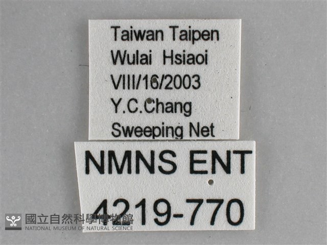 琉璃蛺蝶藏品圖，第3張