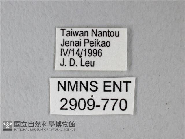 異粉蝶、雌白黃蝶藏品圖，第3張