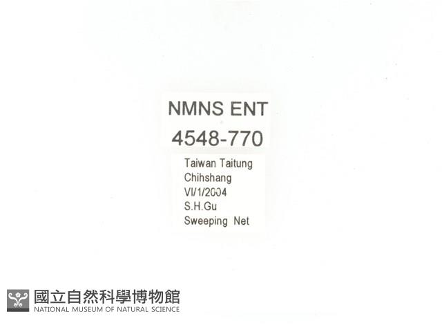 金艷騷金龜藏品圖，第2張