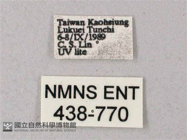 雙斑白肩天蛾藏品圖，第3張