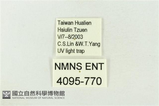 棍棒污燈蛾藏品圖，第3張
