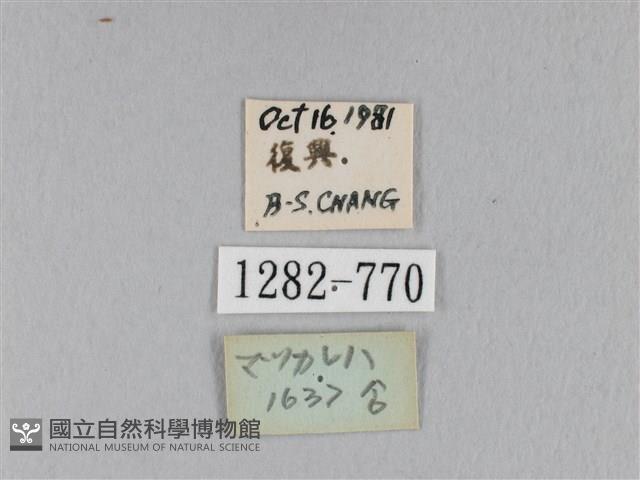 馬尾松枯葉蛾藏品圖，第3張