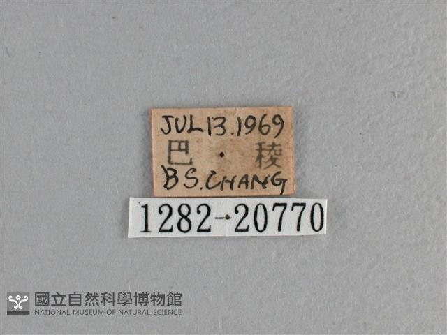 玉帶弄蝶藏品圖，第3張