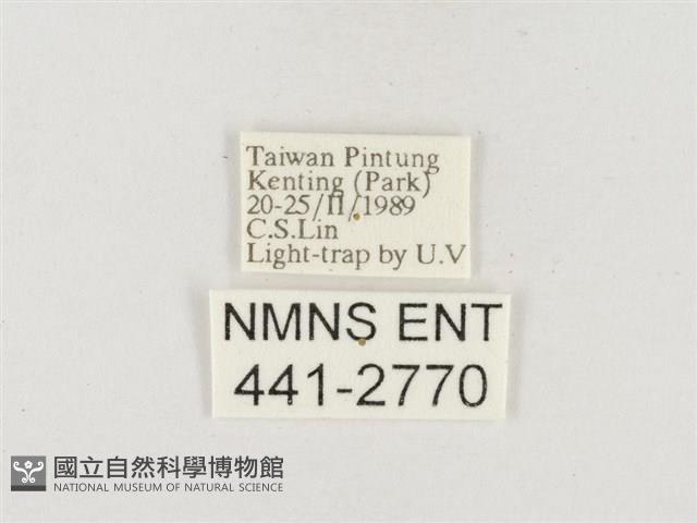 小白紋毒蛾藏品圖，第3張