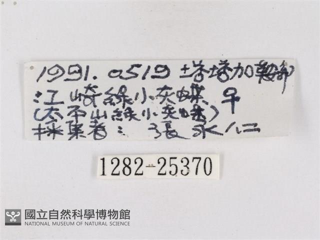 碧翠灰蝶藏品圖，第3張