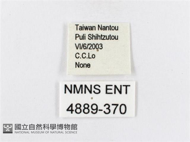 蓬萊茶斑蛾藏品圖，第3張