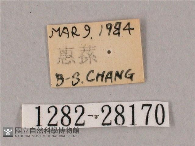 榆綠天蛾藏品圖，第3張