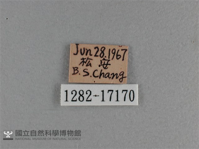 小雙尾蛺蝶藏品圖，第3張