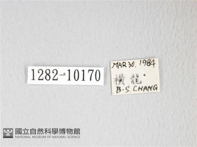 圓翅大鉤蛾藏品圖，第3張